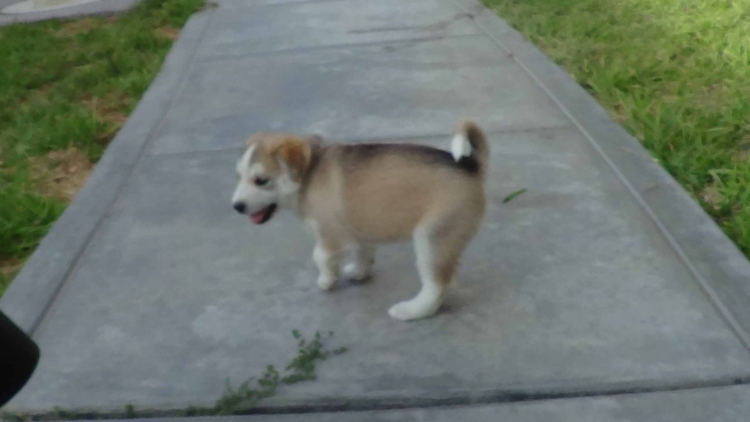 Koda foto 4