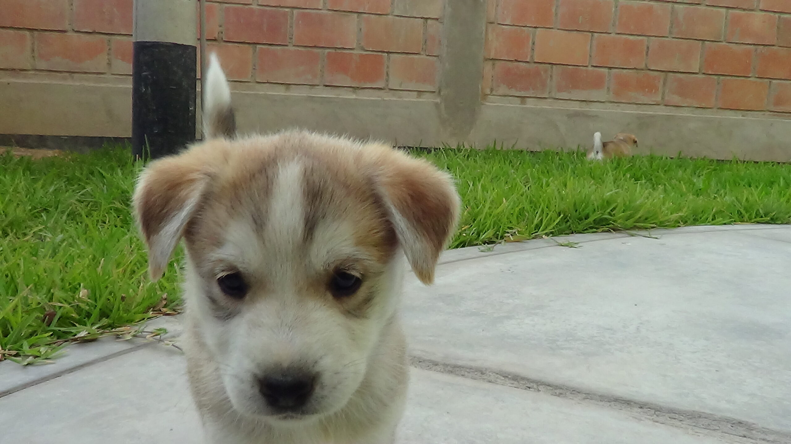 Koda foto 1