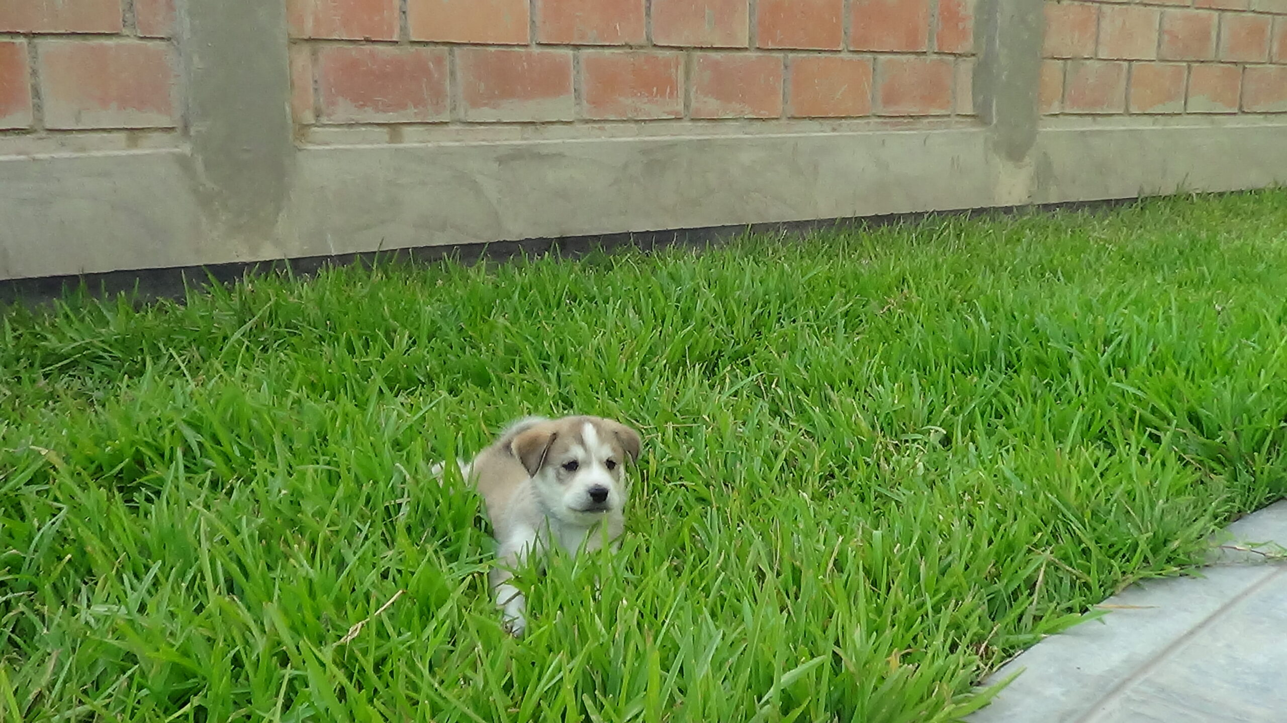 Koda foto 2
