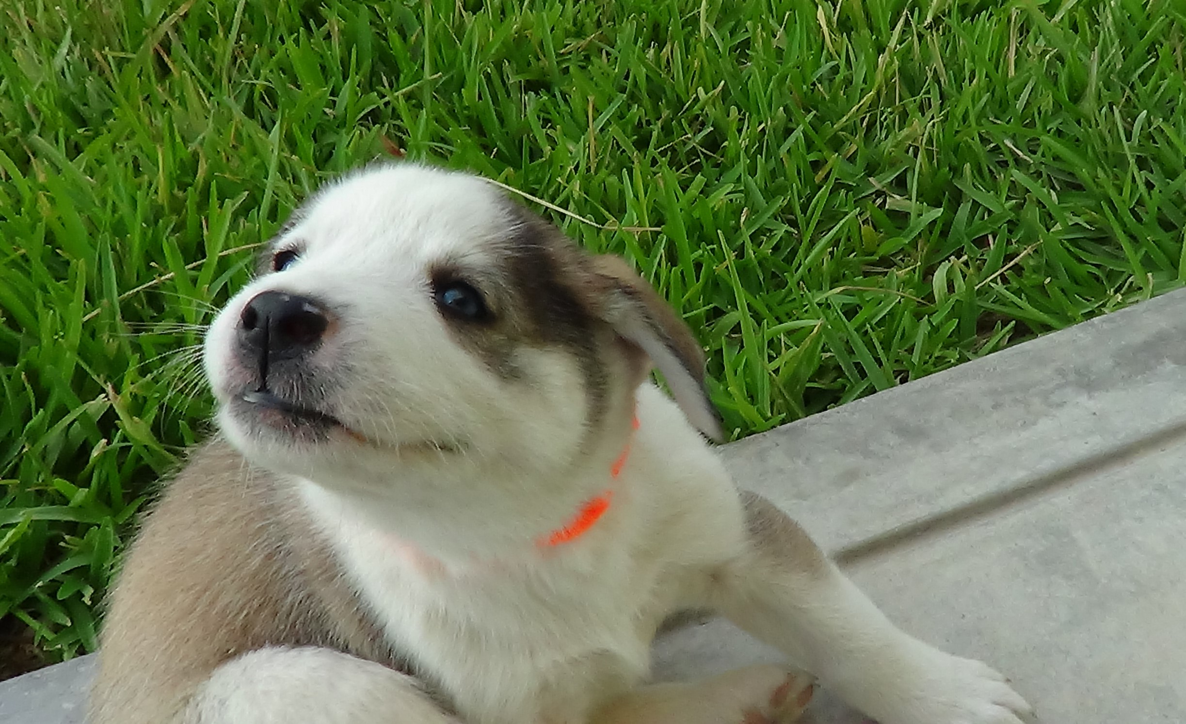 Luna foto 4