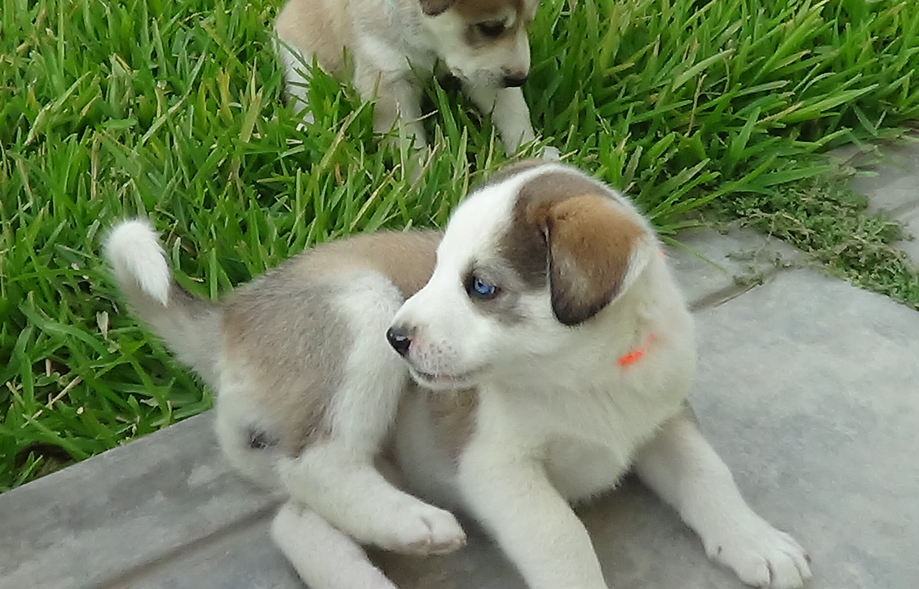 Luna foto 2
