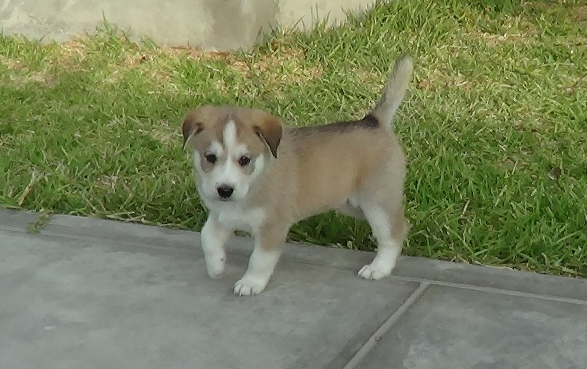 Thor foto 4
