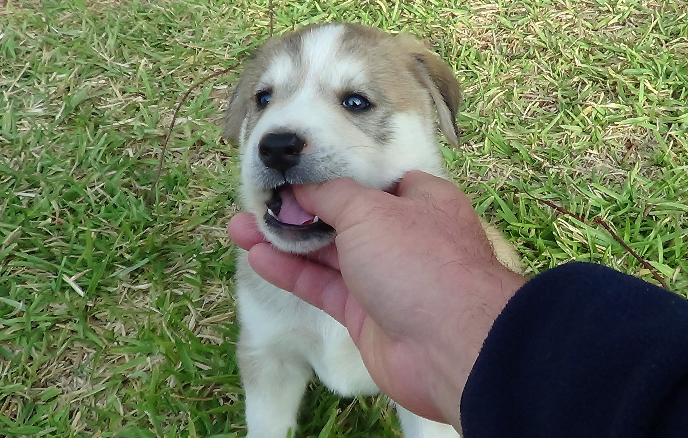 Thor foto 1