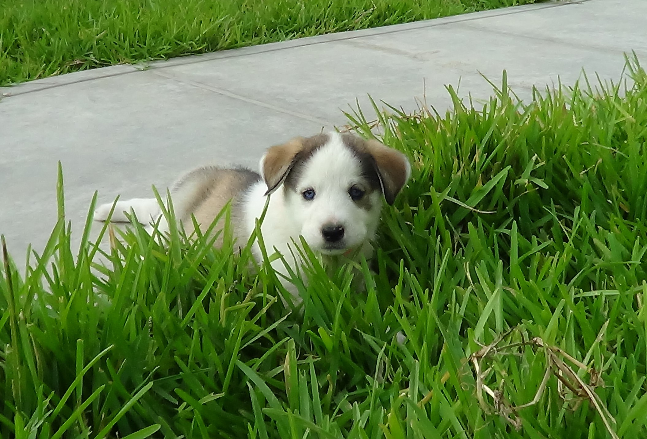 Luna foto 1
