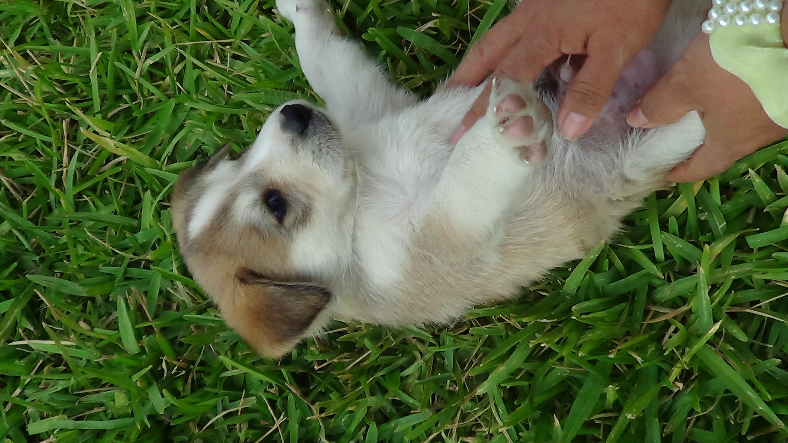 Koda foto 3