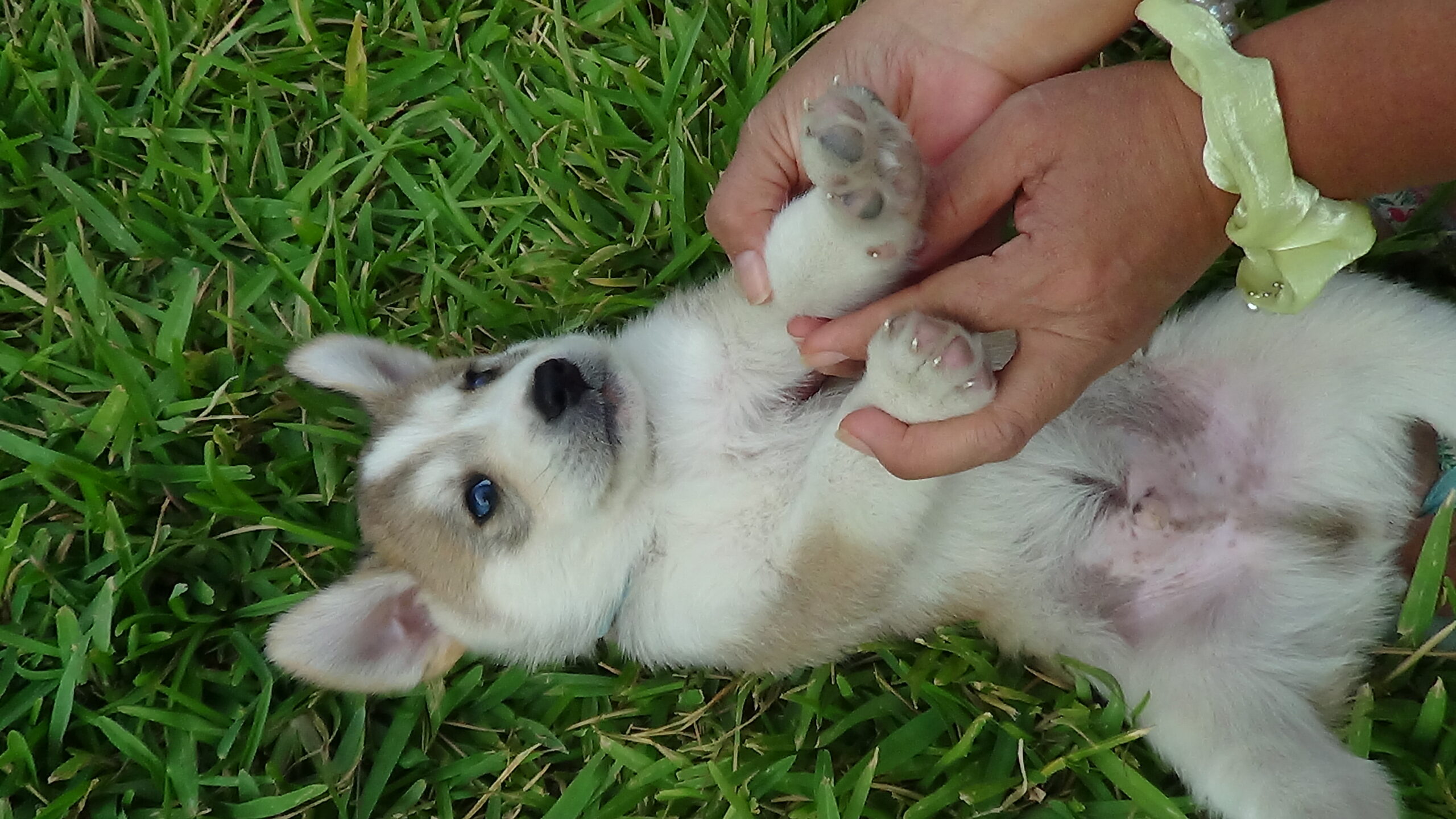 Thor foto 3