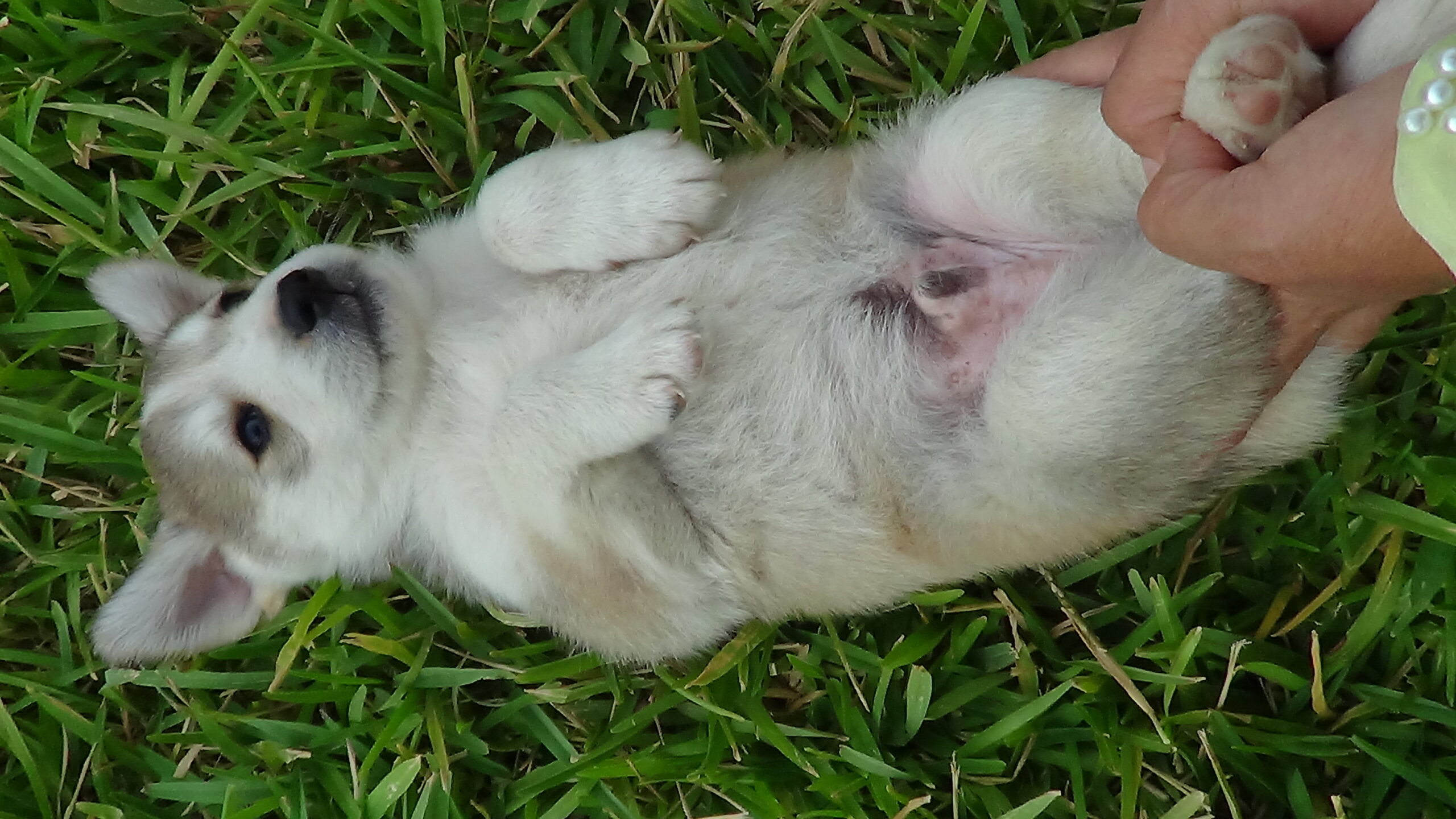 Milo foto 1