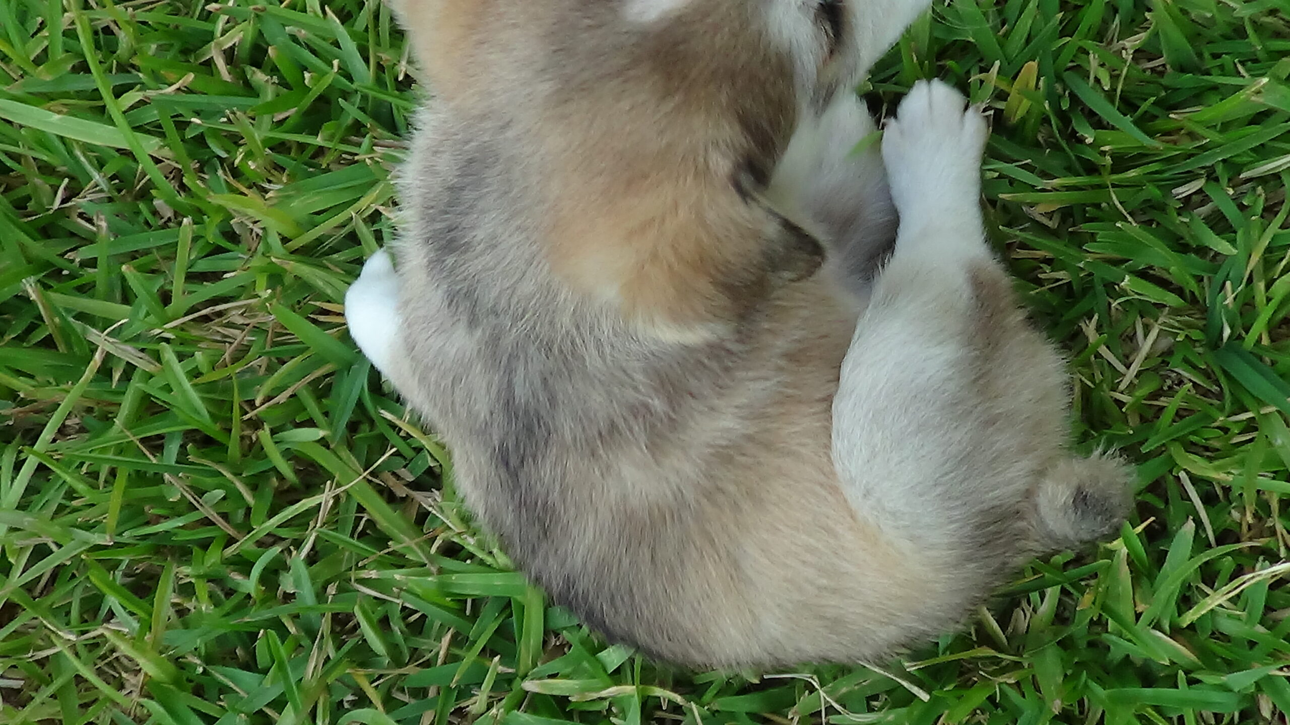 Milo foto 3